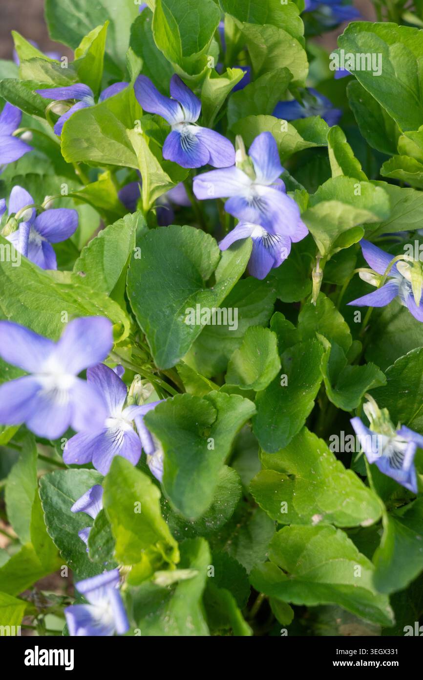 Veilchen wachsen in einem Garten mit violetten Blüten und üppig grünen Blättern. Es ist Frühling und das Wetter ist für blühende Pflanzen geeignet. Stockfoto