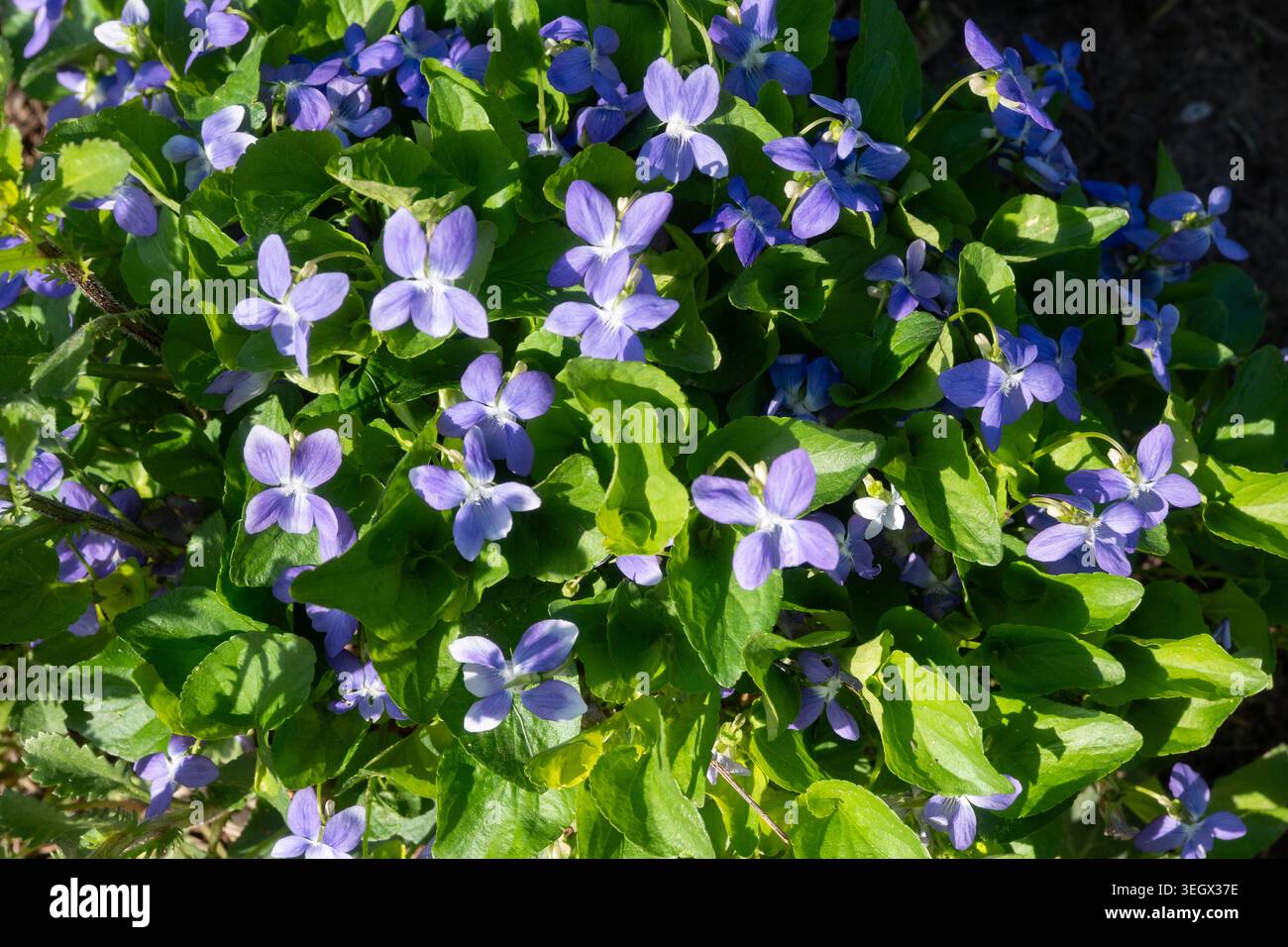 Veilchen mit violetten Blüten wachsen dicht unter grünen Blättern in einem Garten. Die Sonne scheint auf die Pflanzen und zeigt ihre leuchtenden Farben. Stockfoto