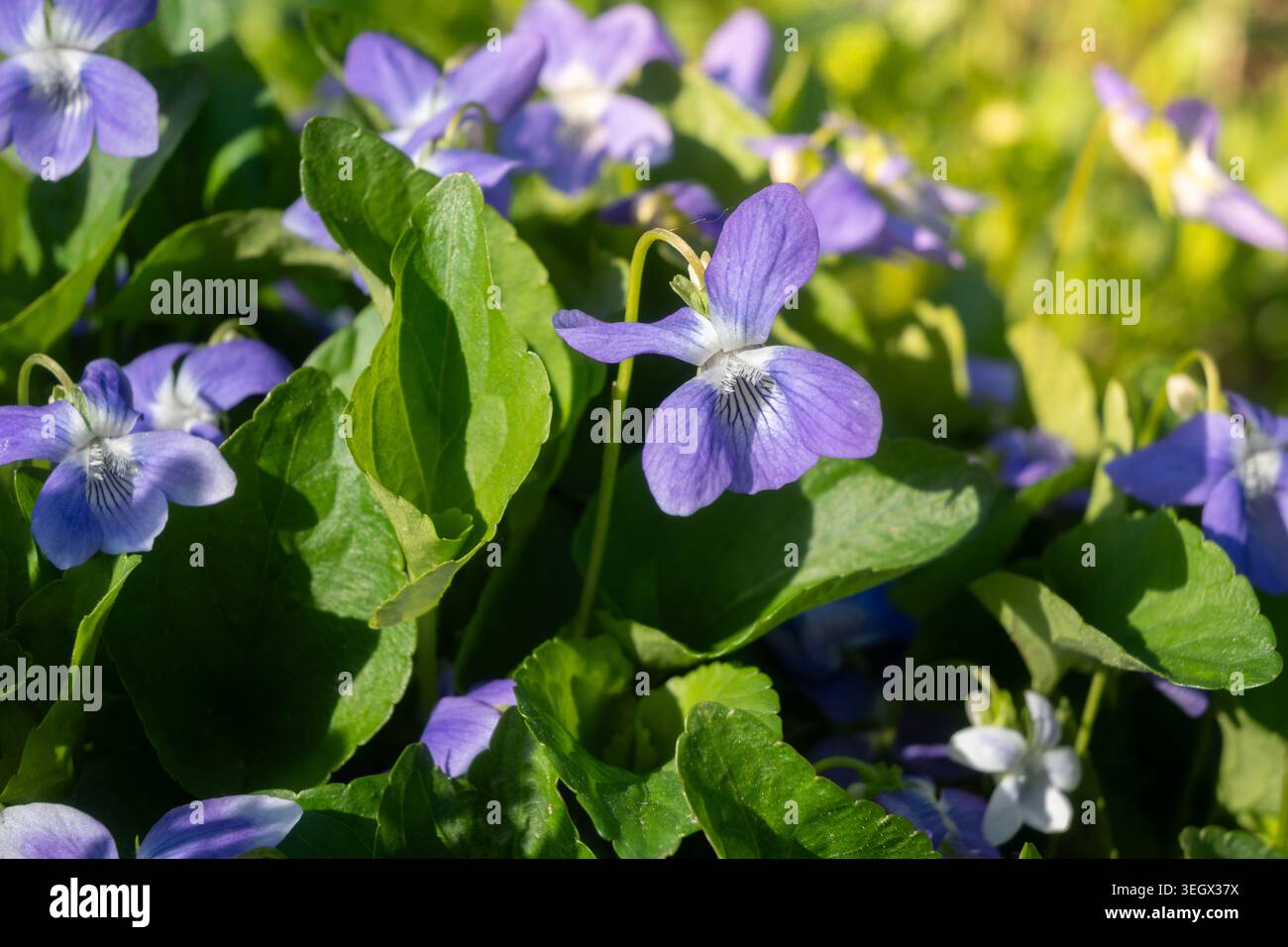 Violette Veilchen wachsen im Frühjahr zwischen grünen Blättern in einem Garten. Sonnenlicht scheint auf die Blumen und hebt ihre Farben hervor. Die Pflanzen gedeihen in warmem Wea Stockfoto