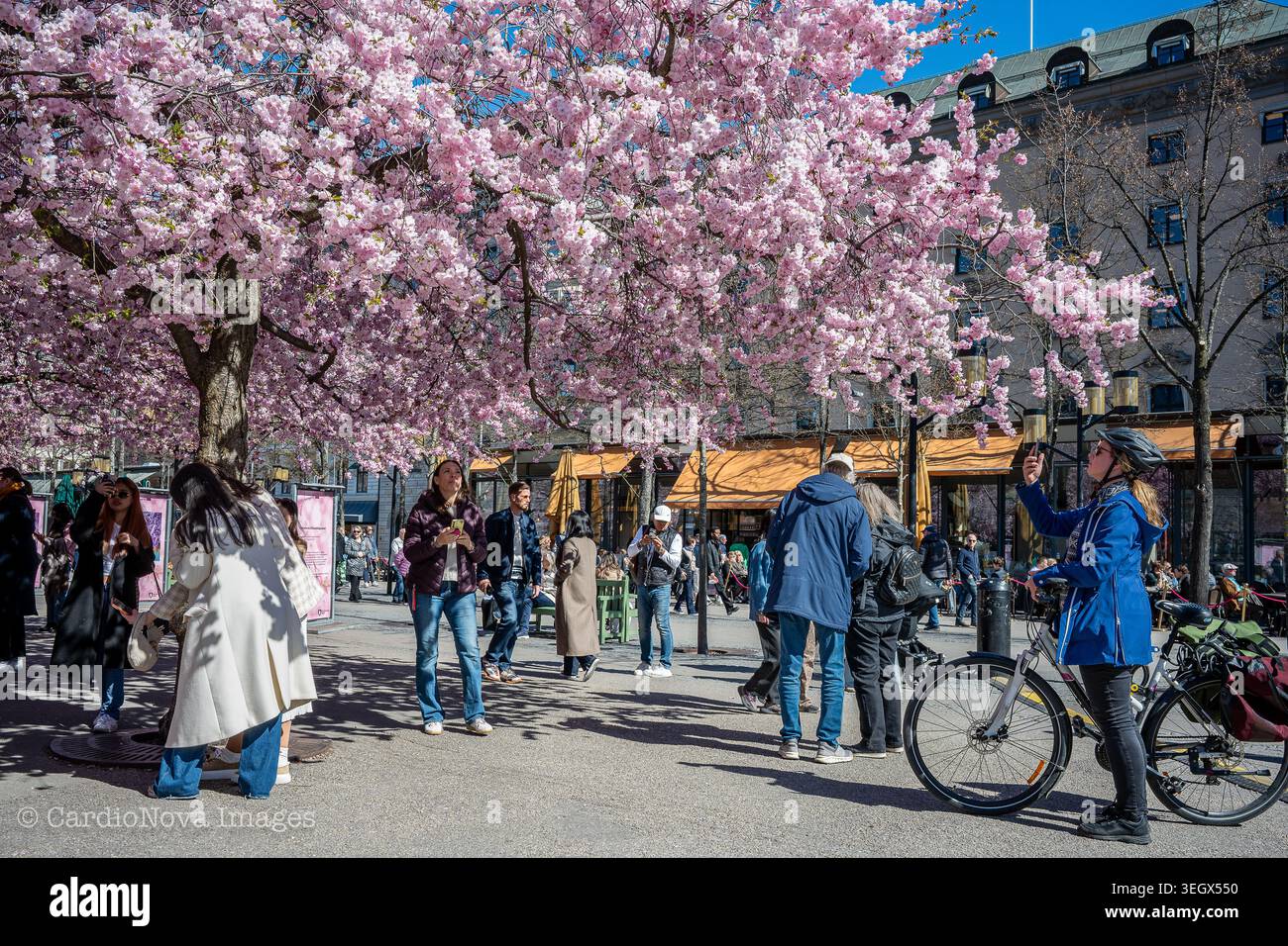 Urbane Szene bei den berühmten Kirschblüten im Park Kungsträdgården im Frühling in Stockholm, Schweden. Stockfoto