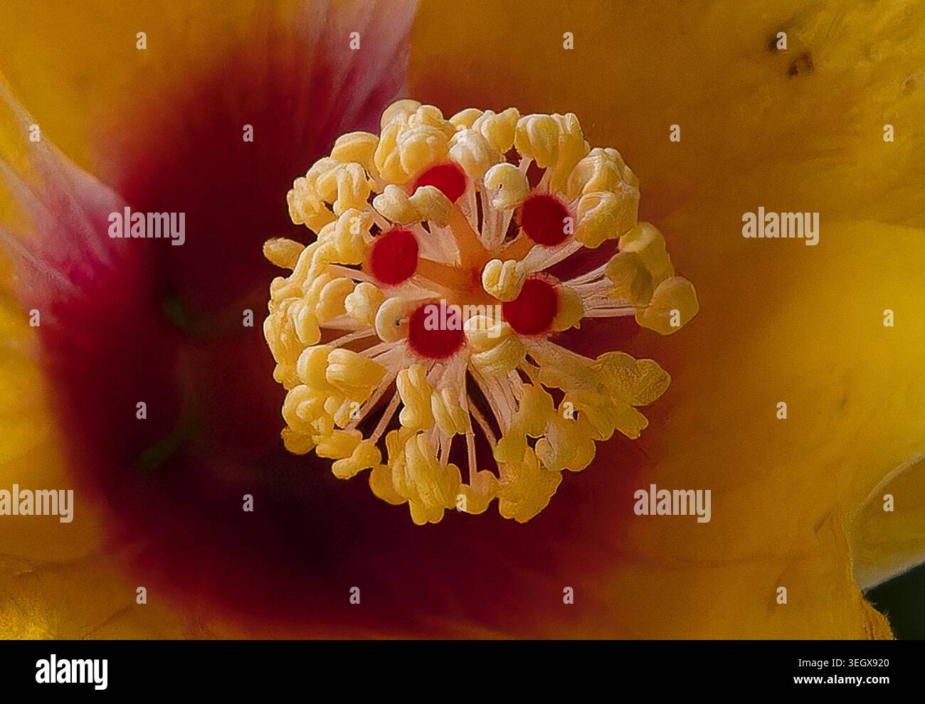 Ein hellgelber Hibiskus in Blüte Stockfoto