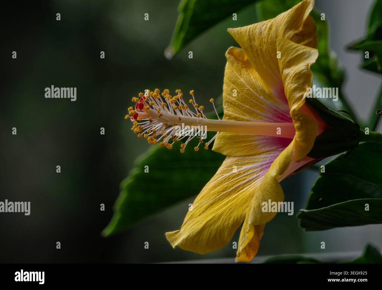 Ein hellgelber Hibiskus in Blüte Stockfoto