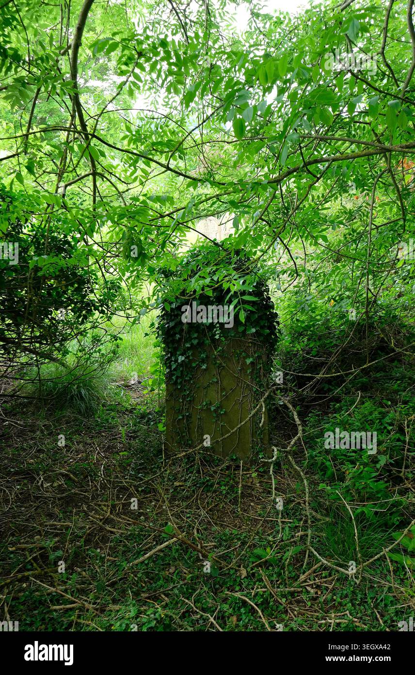 Bewachsener Grabstein auf dem Kirchfriedhof, Nord-norfolk, england Stockfoto
