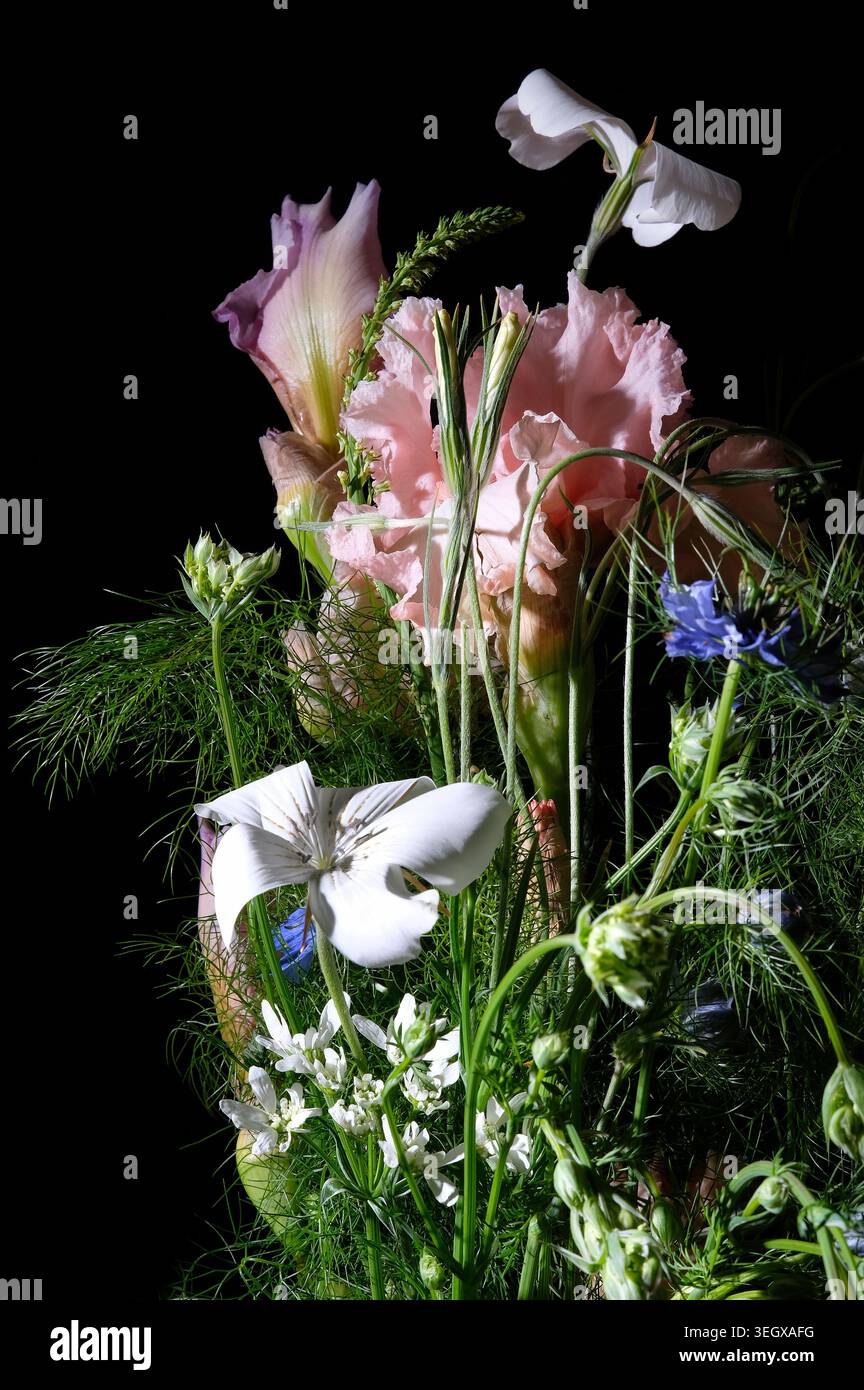 Auswahl an geschnittenen Gartenblumen in Vase auf schwarzem Hintergrund, norfolk, england Stockfoto