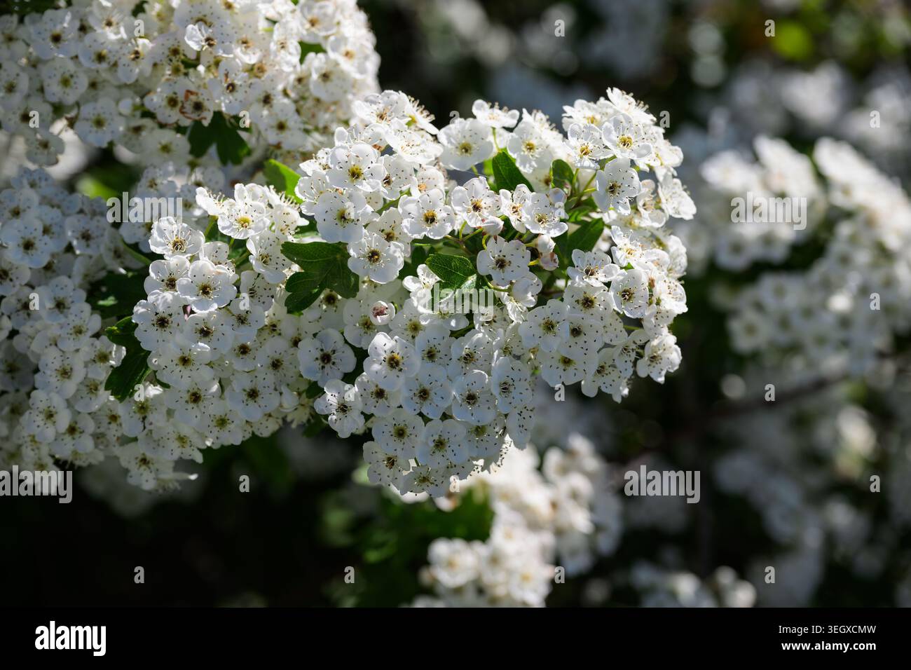 Nahaufnahme der weißen Weißdornblüten bei Rammey Marsh, Enfield Lock, die im Frühlingssonnenlicht mit weichem Bokeh und frischen grünen Blättern blühen. Stockfoto