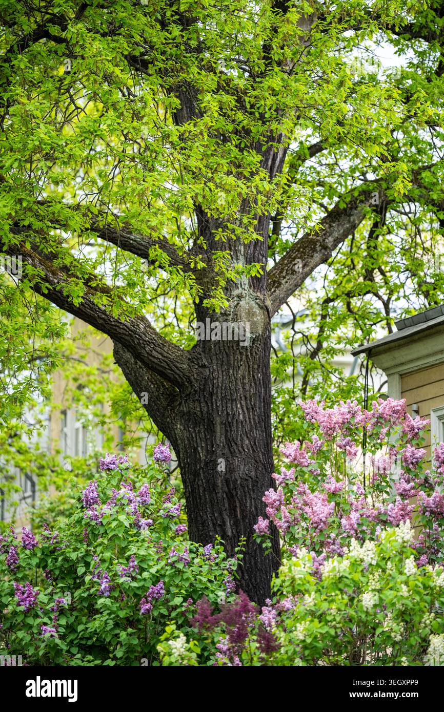Alte Eiche im Frühlingsgarten, die junge frische Blätter hervorbringt, umgeben von blühenden Fliedersträuchern. Stockfoto