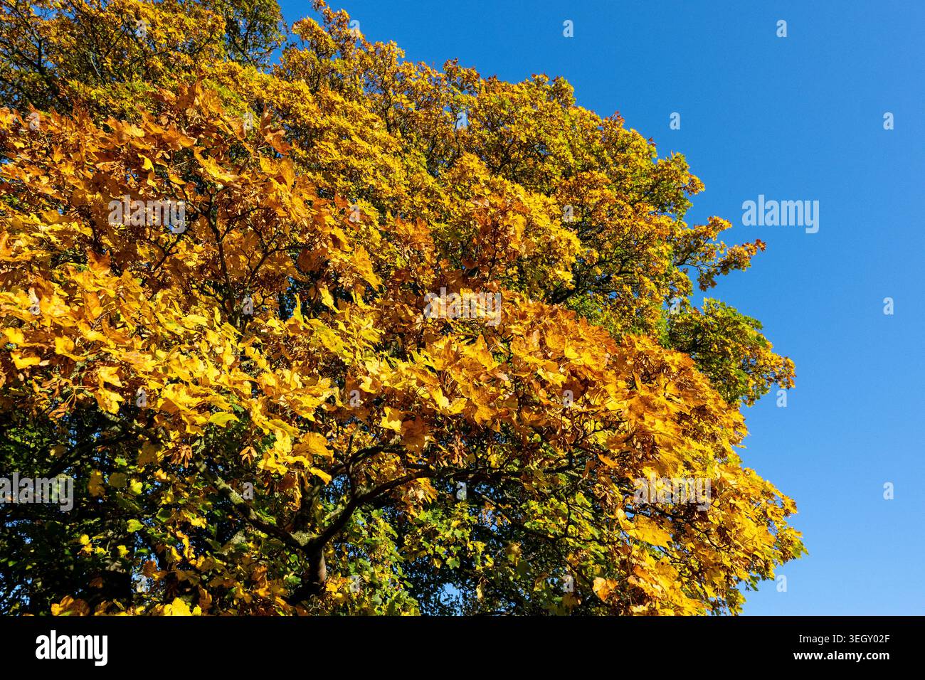Sycamore, Acer pseudoplatanus, in voller herbstlicher Farbe, mit Blättern eines goldenen Klors. Wensleydale, North Yorkshire, Großbritannien. Stockfoto