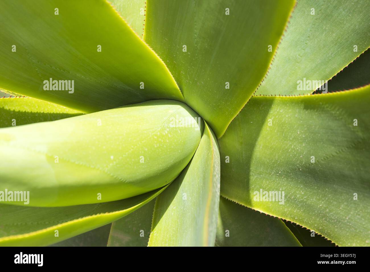 Abstrakte Nahaufnahme grüner saftiger Blätter mit glatten geometrischen Formen und weichem natürlichem Licht. Stockfoto