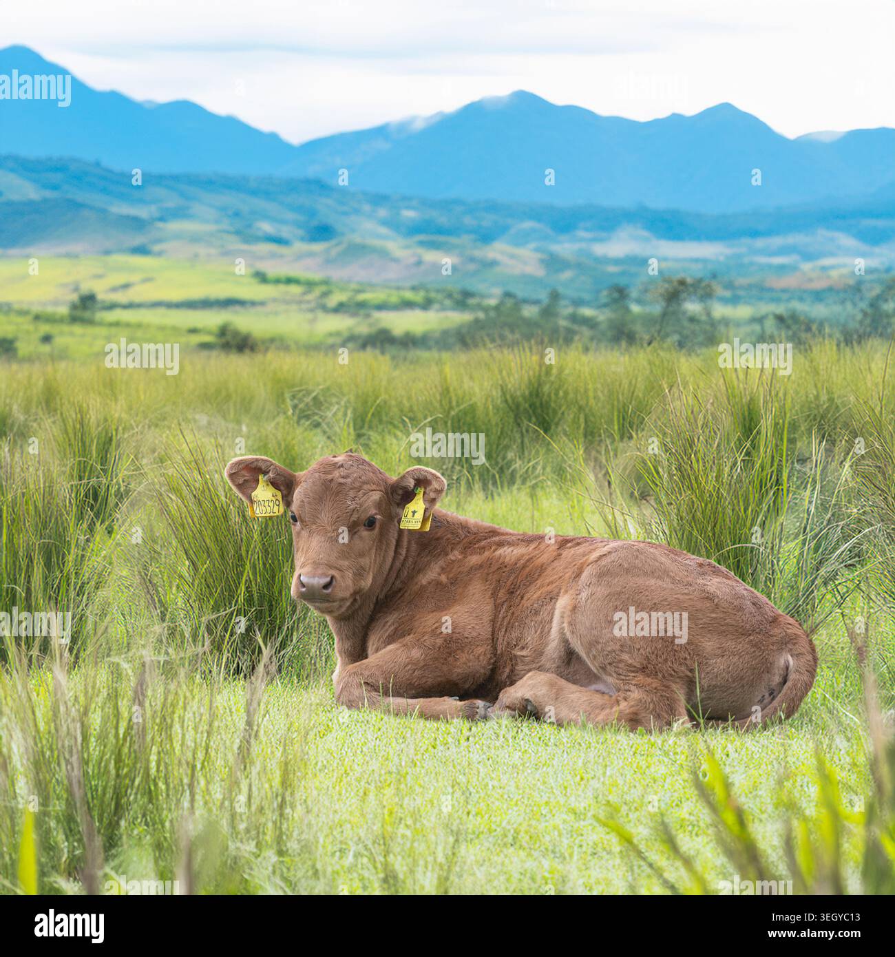 Stabilisatorkalb, das auf langem Gras liegt Stockfoto