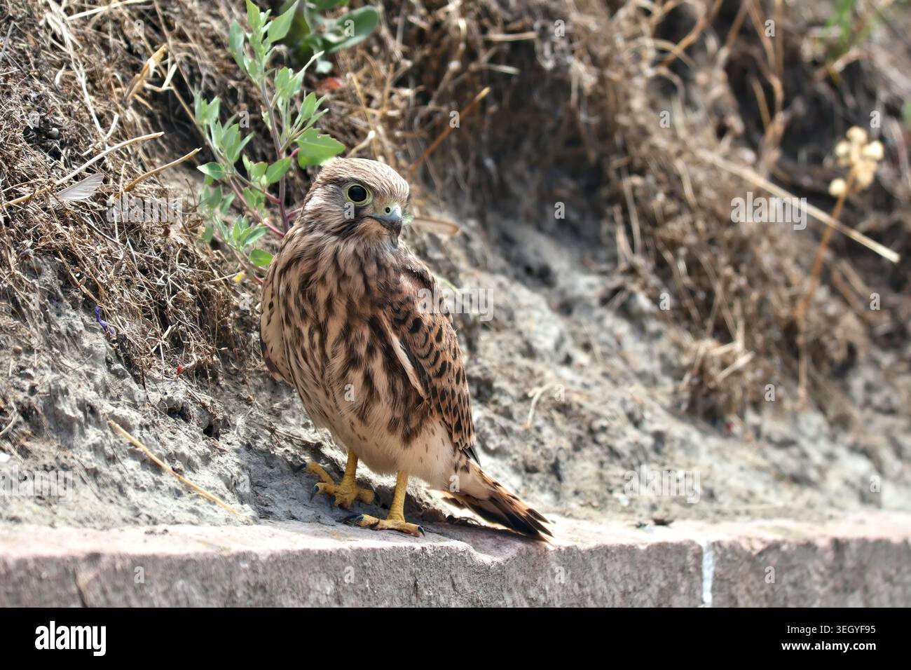 Ein junger gewöhnlicher Turmfalke steht auf einer Betonwand und dreht seinen Kopf zurück, um über seine Schulter zu schauen, vor einem natürlichen Hintergrund aus trockenem Boden und gr Stockfoto
