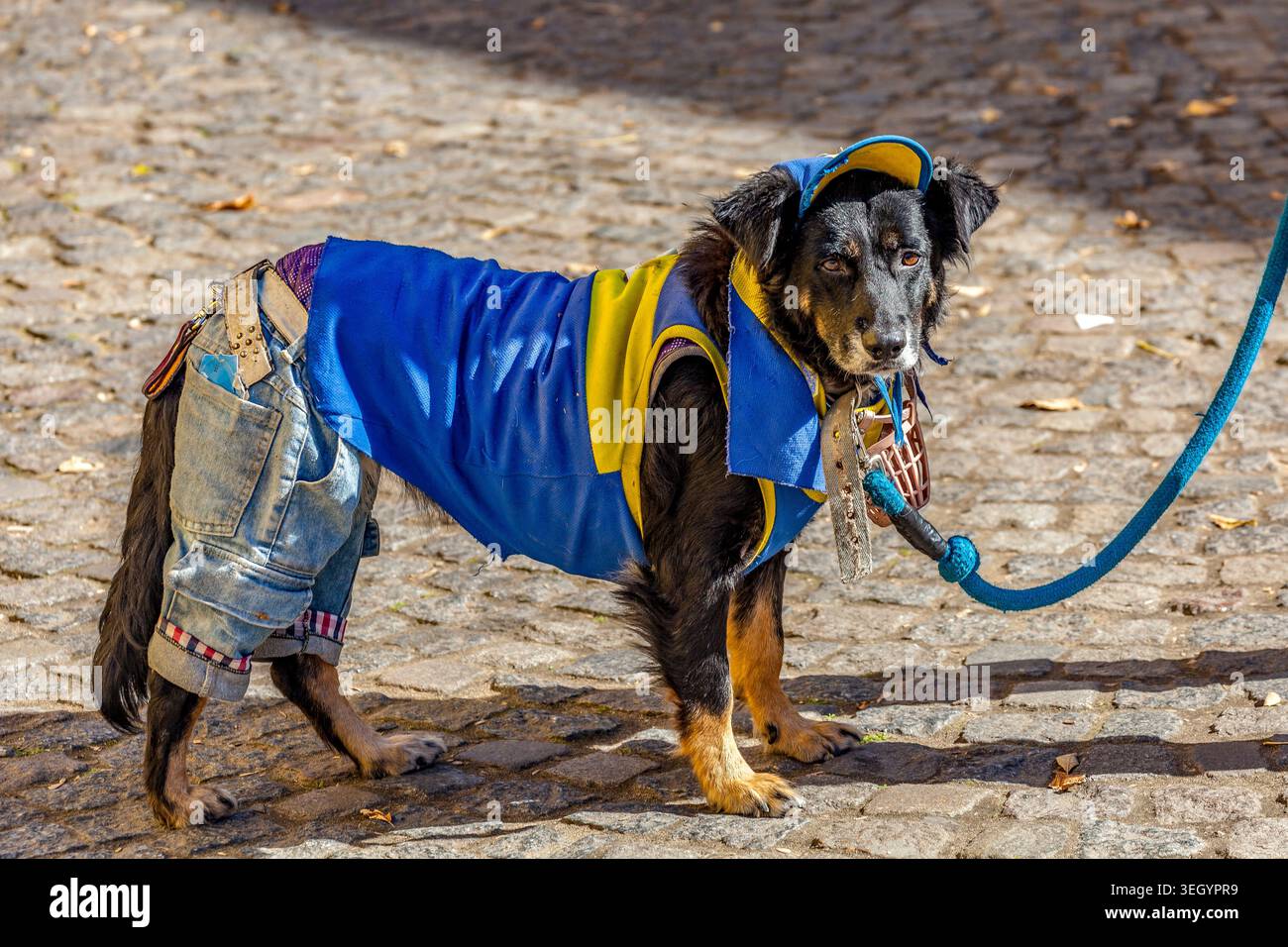 Haustierhund in den Farben der lokalen Fußballmannschaft Boca Juniors gekleidet Stockfoto