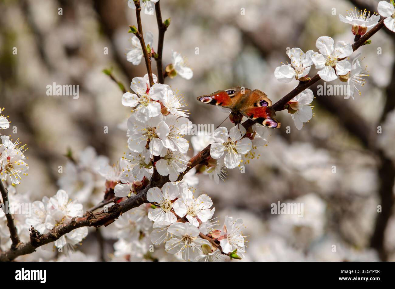 Pfauenfalter auf blühendem Kirschzweig mit weißen Blüten Stockfoto