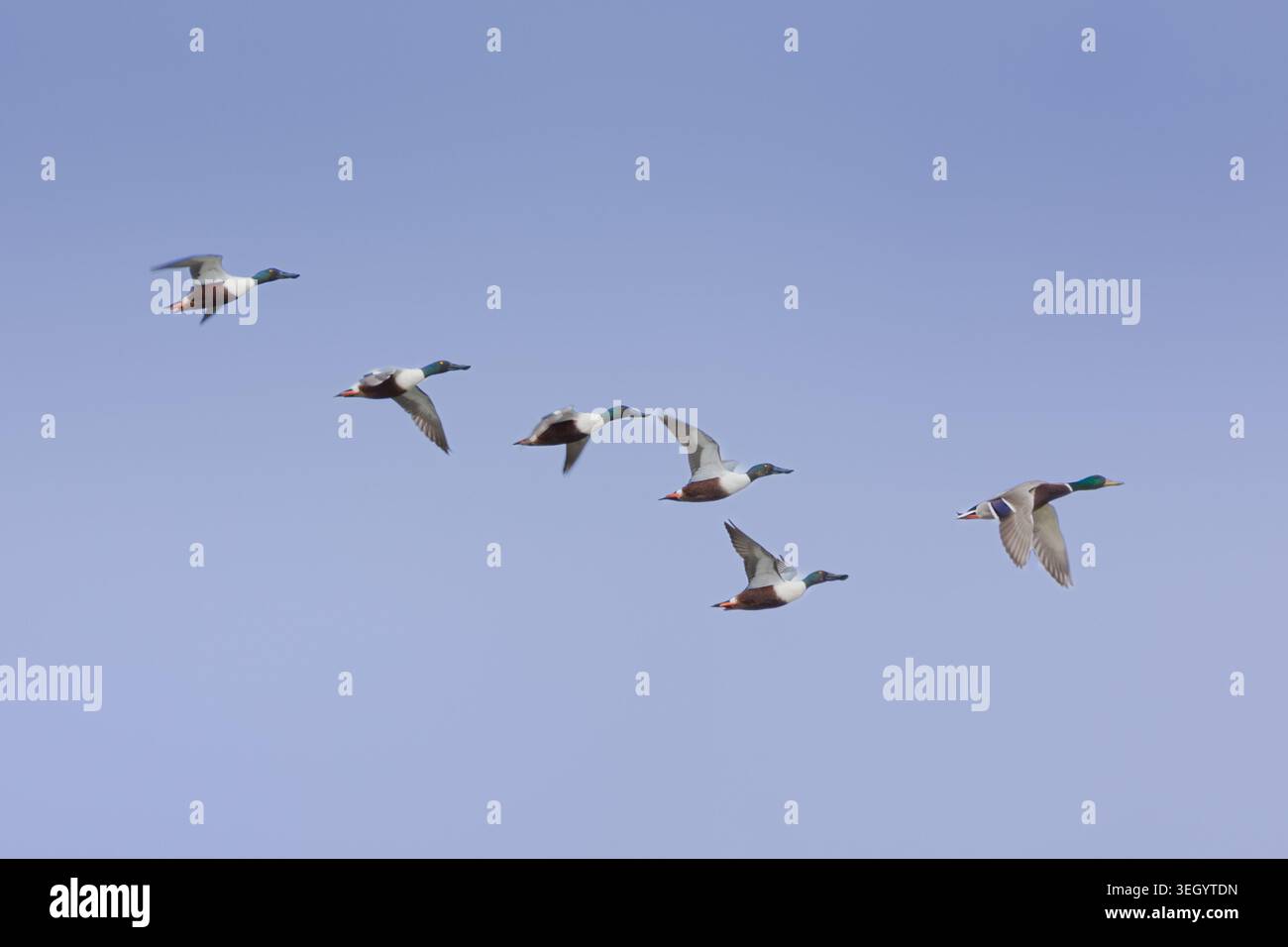 Stockenten führen eine Herde nördlicher Schaufelenten an Stockfoto