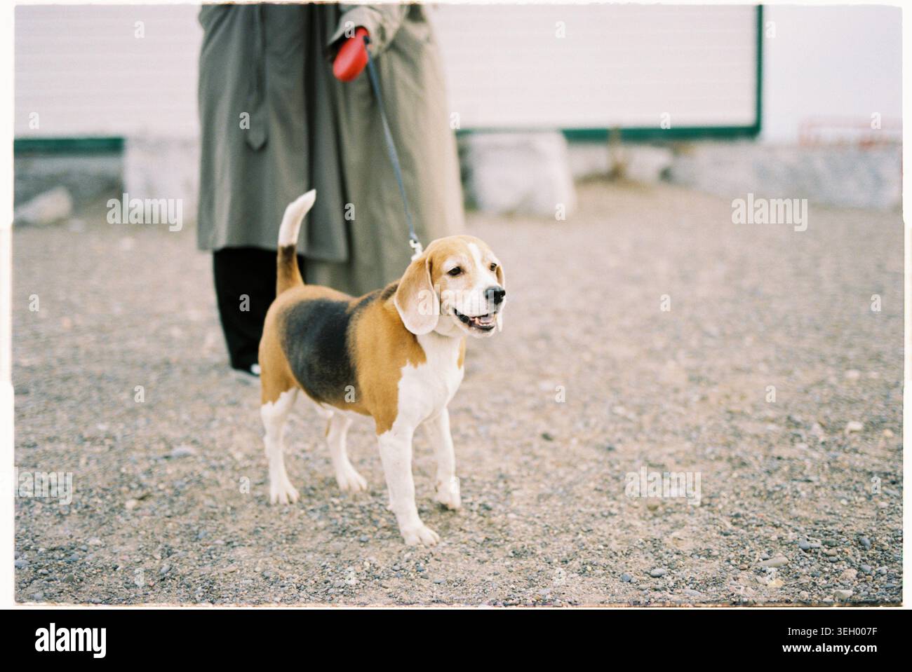 Beagle Dog an der Leine in Toronto Outdoor-Umgebung Stockfoto