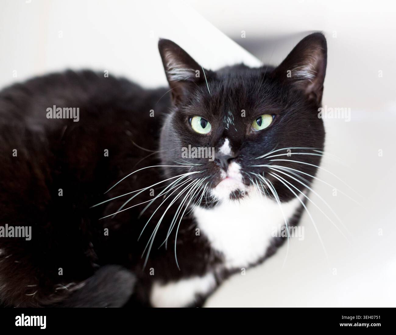 Eine schwarz-weiße Kurzhaarkatze mit überkreuzten Augen und langen Barthaaren Stockfoto