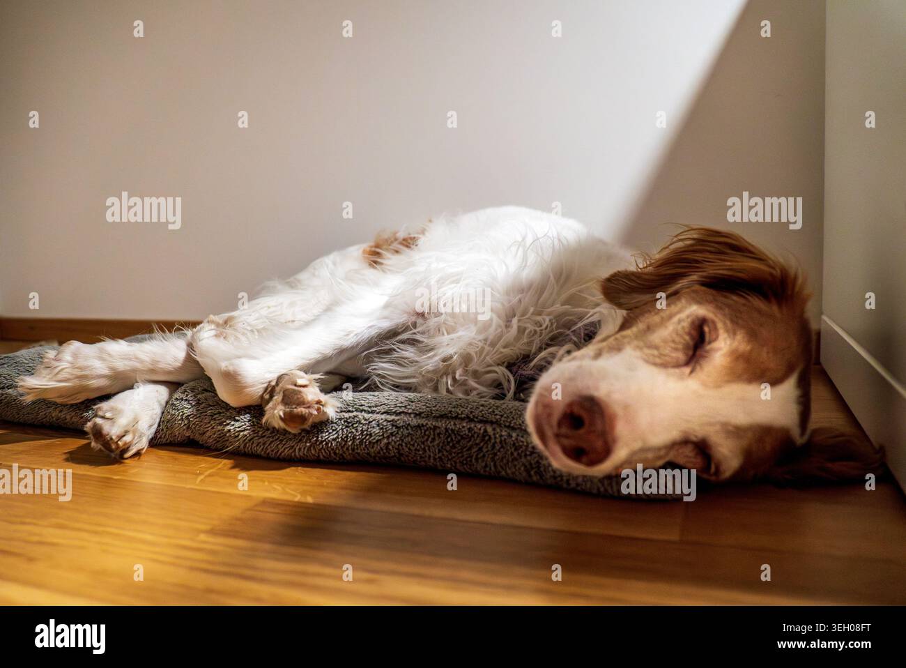 Hund ruht auf dem Haustierbett im Zimmer und genießt ein ruhiges Nickerchen Stockfoto
