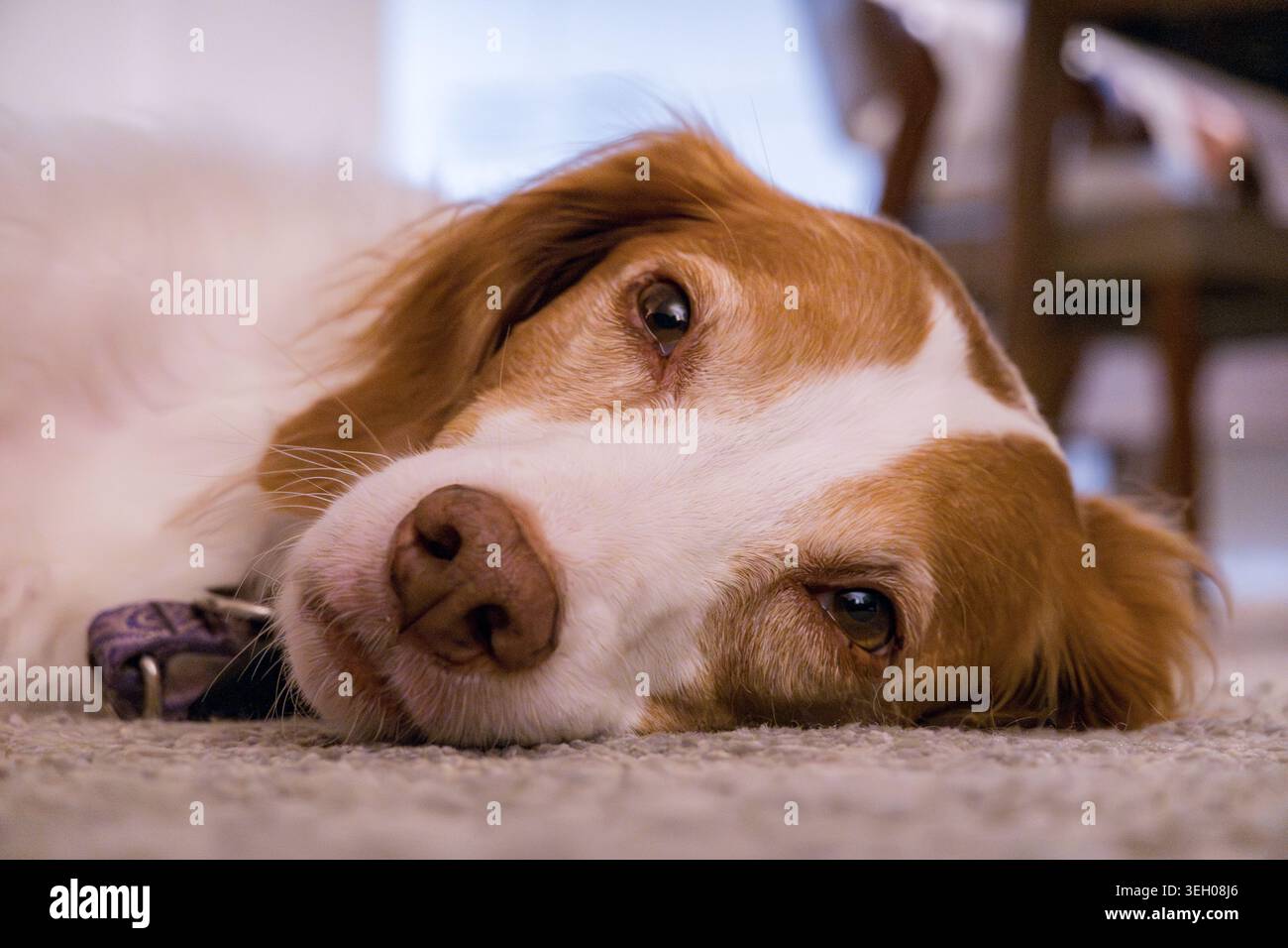 Der Hund liegt auf dem Teppich und blickt in die Kamera Stockfoto