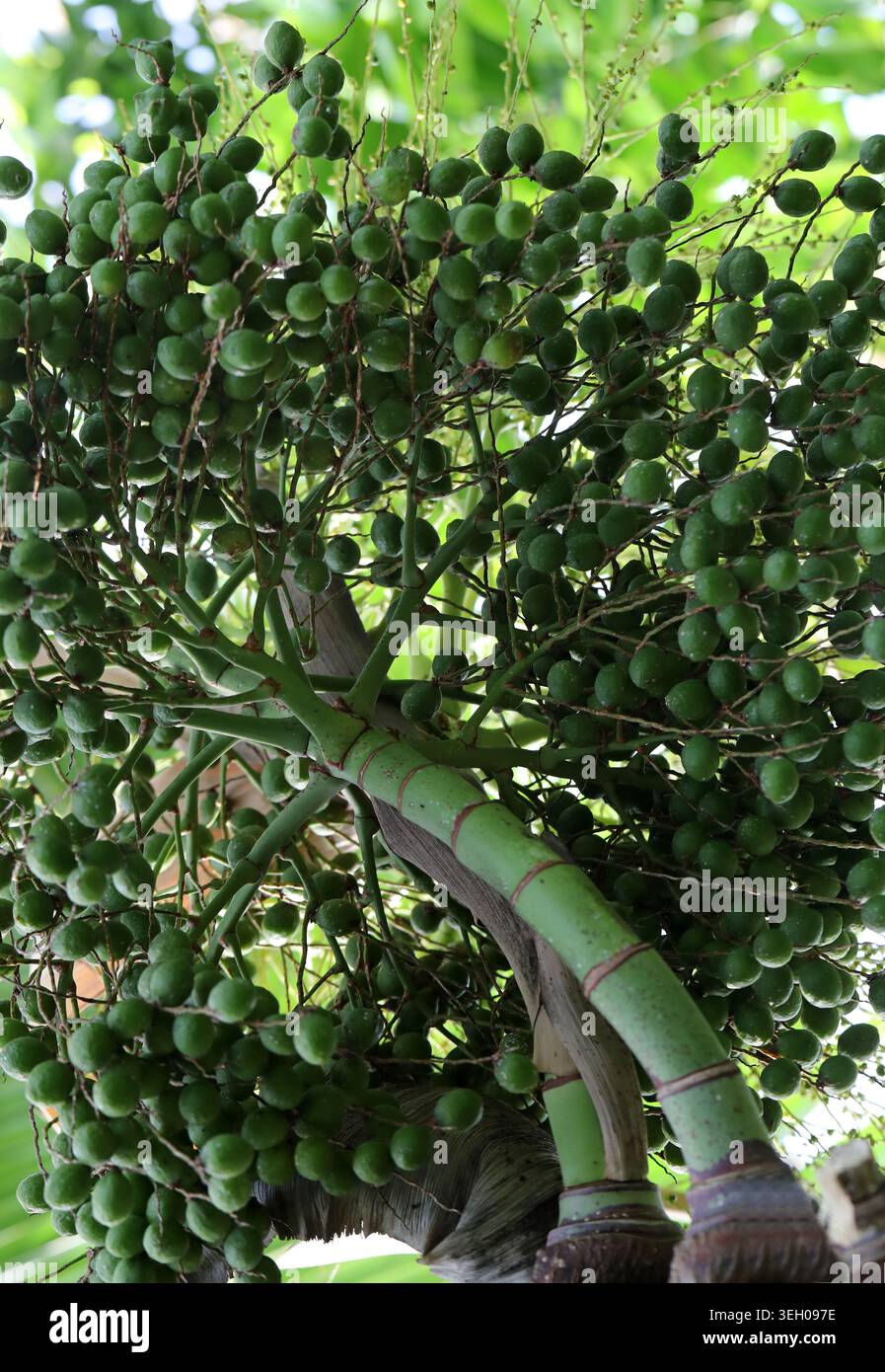 Fruchtflaschenpalme, Hyophorbe lagenicaulis, Arecaceae. Mauritius, Indischer Ozean. Stockfoto