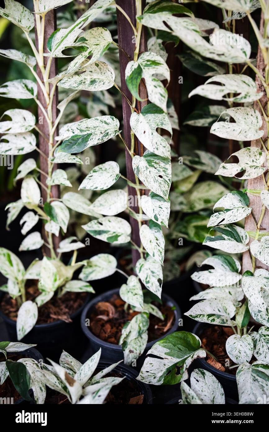 Epipremnum pinnatum albo oder Marble variegata Pflanze in Töpfen, die im Gartenblumengeschäft ausgestellt werden. Stockfoto