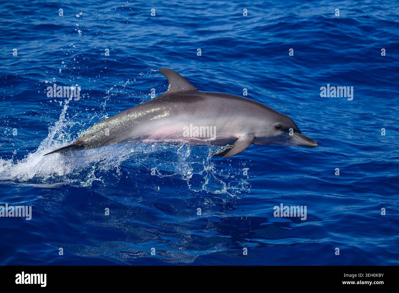 Ein Atlantischer Fleckendelfin (Stenella frontalis), der auf der Oberfläche des Ozeans vor der Küste der Florida Keys, USA, lebt. Stockfoto