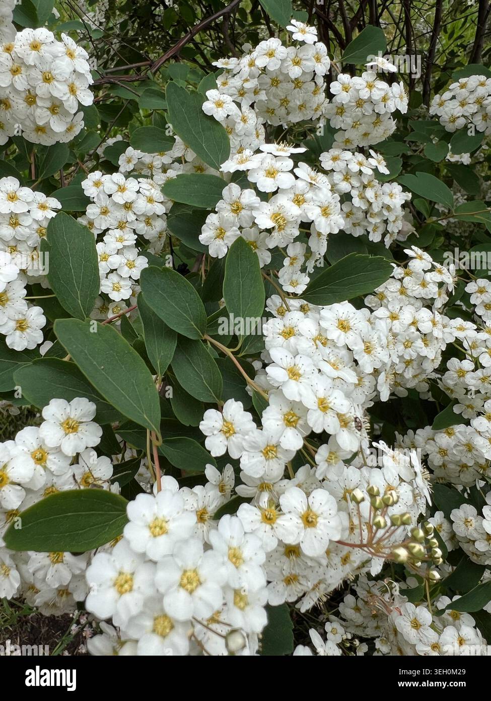 Weiße Büschel kleiner Blüten am Strauch. - Smartphone-aufgenommenes Stockfoto