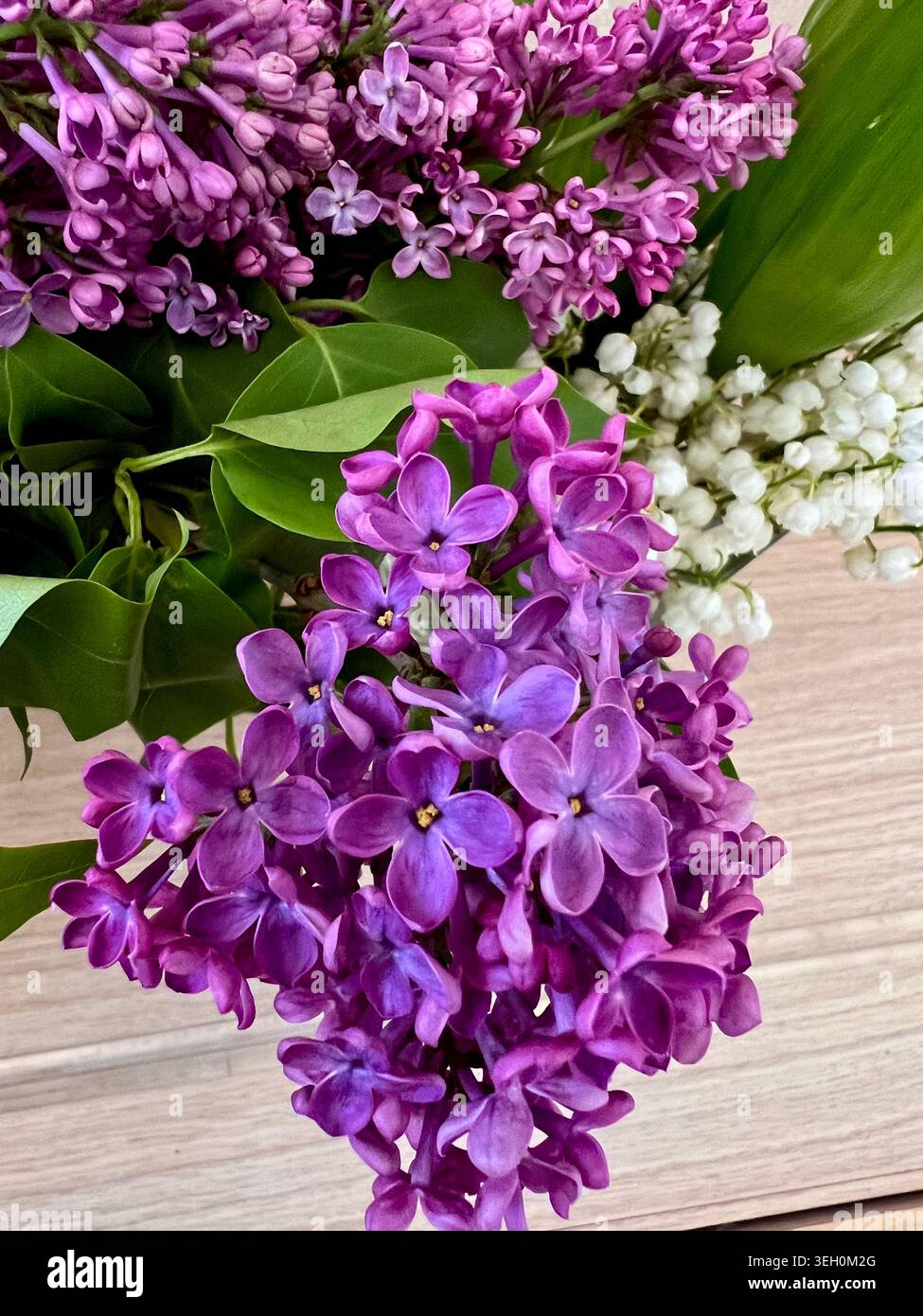 Die duftenden Blüten der Frühlingsflieder. Stockfoto