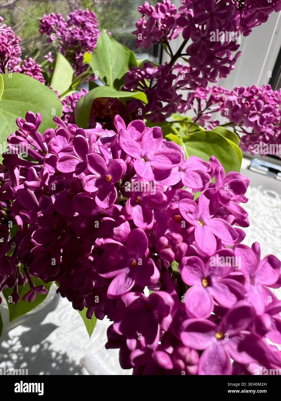 Die duftenden Blüten der Frühlingsflieder. - Smartphone-aufgenommenes Stockfoto