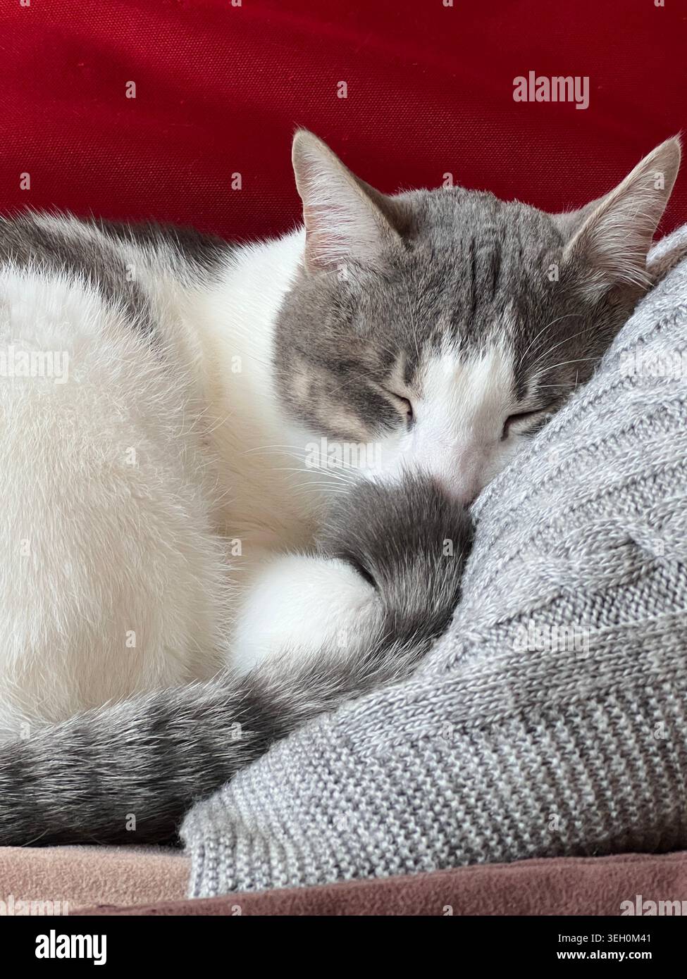 Ein süßes, verschlafenes weiß-graues Kätzchen schläft auf dem Bett. - Smartphone-aufgenommenes Stockfoto
