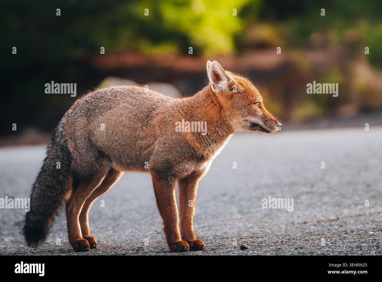 Zorro Culpeo (Lycalopex culpaeus) de cuerpo entero en luz dorada de la Patagonia chilena. Stockfoto