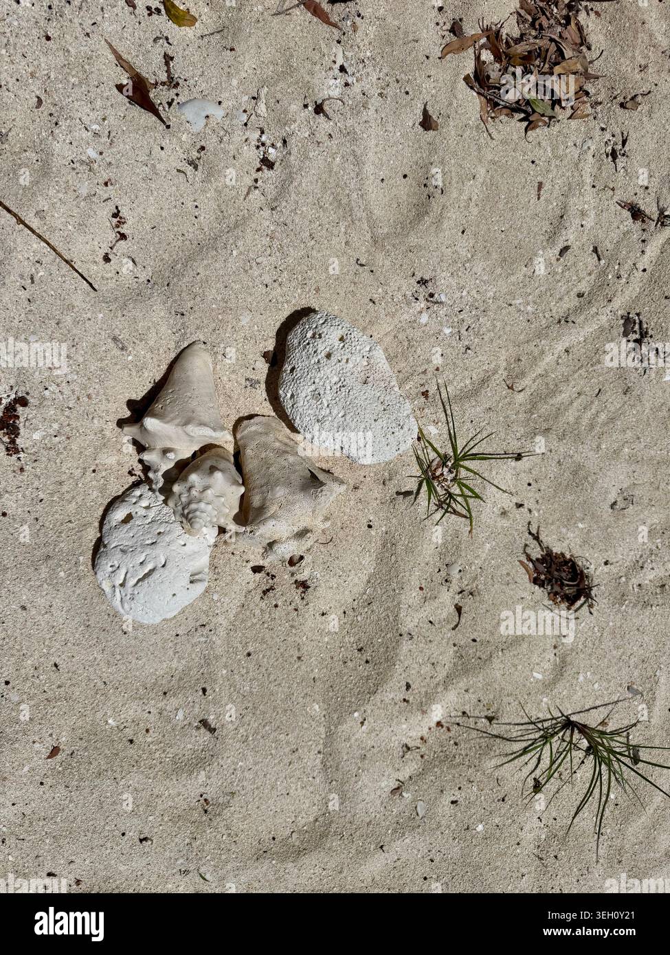 Nahaufnahme der Sandstruktur an einem tropischen Strand in Cabo Rojo mit kleinen Steinen, Muscheln und Schatten von Palmen. - Smartphone-aufgenommenes Stockfoto