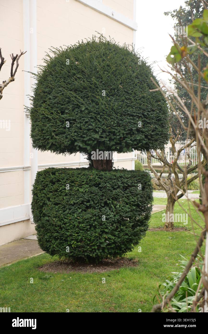 Baum geformt wie ein Pilz im Garten Stockfoto