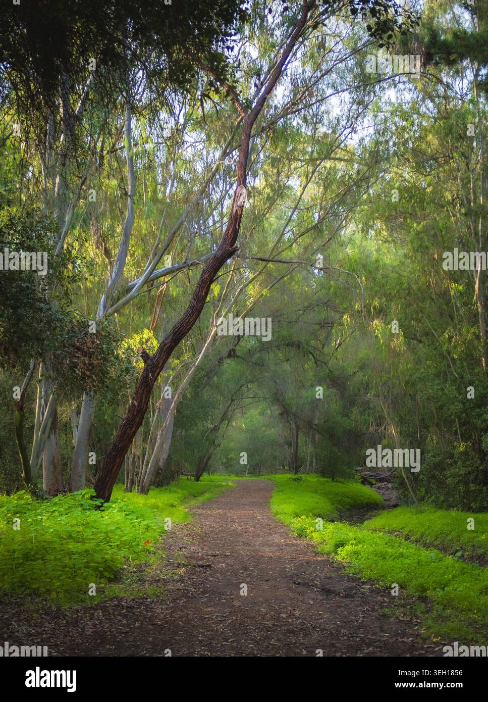 Waldweg durch üppig grüne Wälder mit sanftem Licht, die eine friedliche Naturpfadlandschaft schaffen. Stockfoto