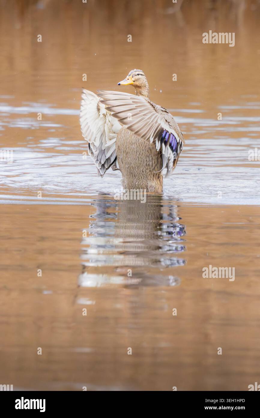 Frau Mallard, die Flügel streckt wie Morgenyoga auf dem Bernsteinsee, Bristol, Großbritannien Stockfoto