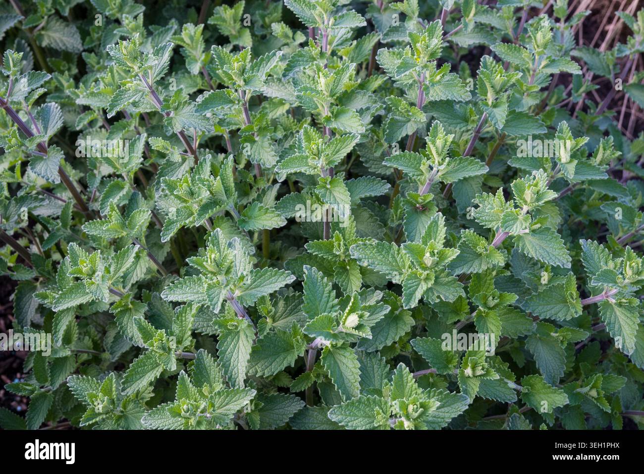 Minzpflanzen füllen den Gartenbereich mit ihren vielen grünen Blättern und Stämmen. Sie gedeihen im Sommer unter der Sonne und zeigen lebendiges Wachstum und Gesundheit. Stockfoto
