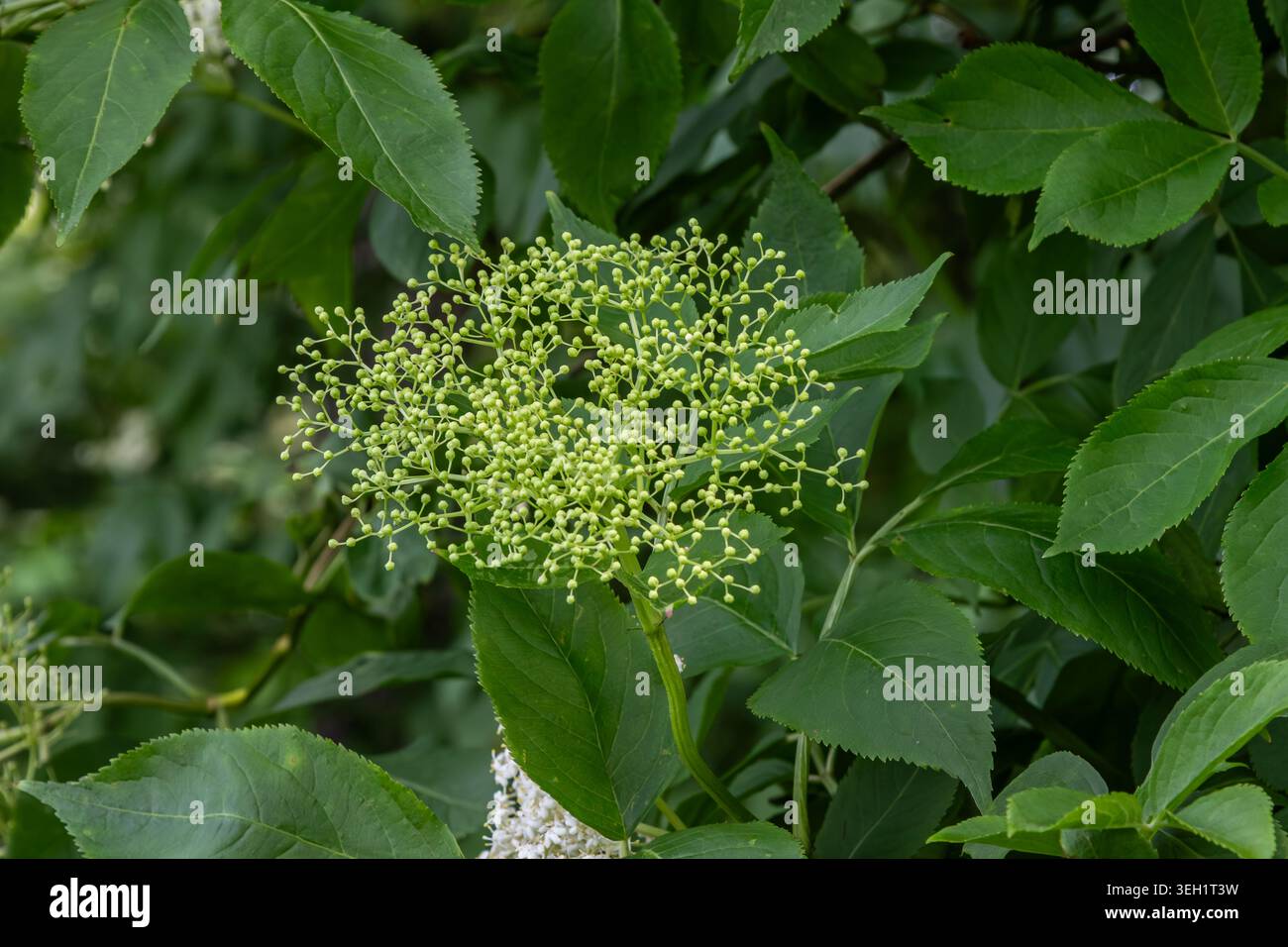 Eine Gruppe von zarten grünen Holunderblüten entwickelt sich zwischen den leuchtenden Blättern von Sambucus nigra, die während der Sommersaison an einem sonnigen Ort gedeihen. Stockfoto