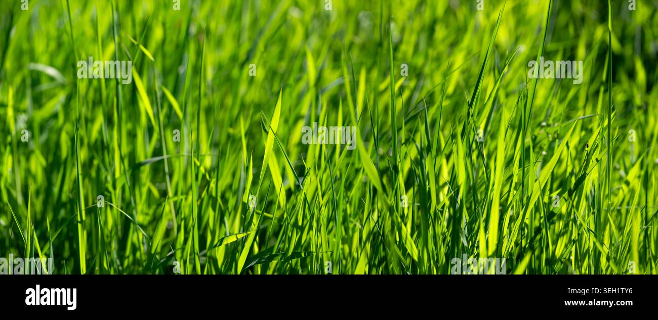 Frisches grünes Gras auf einer Weide im Frühjahr, vor dem ersten Mähen. Eine einfarbige Naturszene mit geschwungenen Grashalmen, die in der Frühlingssonne getaucht sind Stockfoto