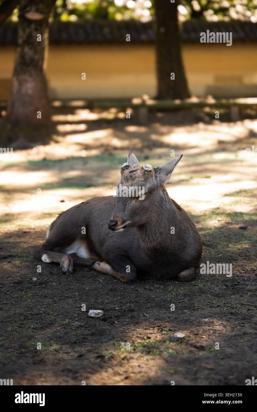 Friedliche Szene eines Hirsches in einem Garten in Nara, Japan. Stockfoto