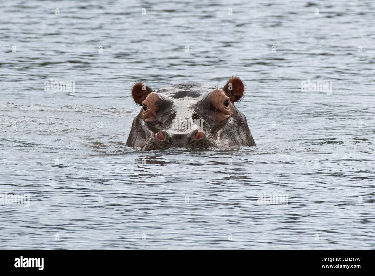 Der Kopf des Nilpferdes (Hippopotamus amphibius) taucht aus dem Feuchtwasserkörper auf und starrt auf die Kamera Stockfoto