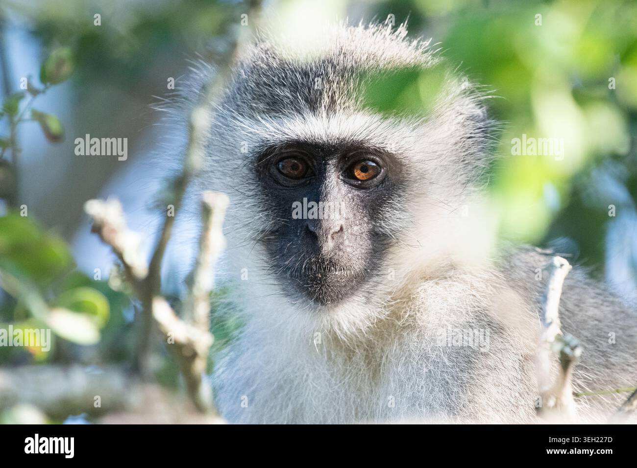 Porträt eines Vervet Affen (Chlorocebus pygerythrus), der von einem Baum aus auf die Kamera starrt. Stockfoto