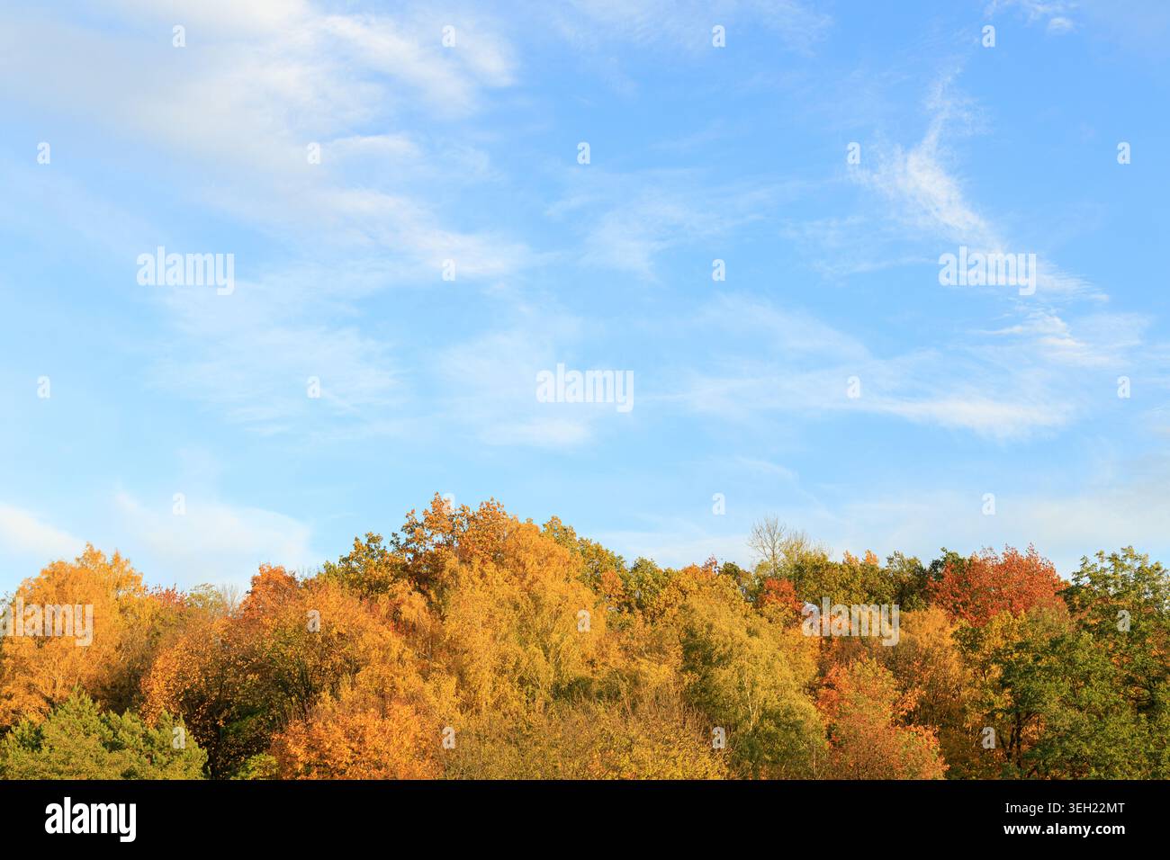 Ein Panoramablick auf einen dichten Wald mit einem Spektrum von Herbstfarben unter einem hellen, weiten Himmel Stockfoto