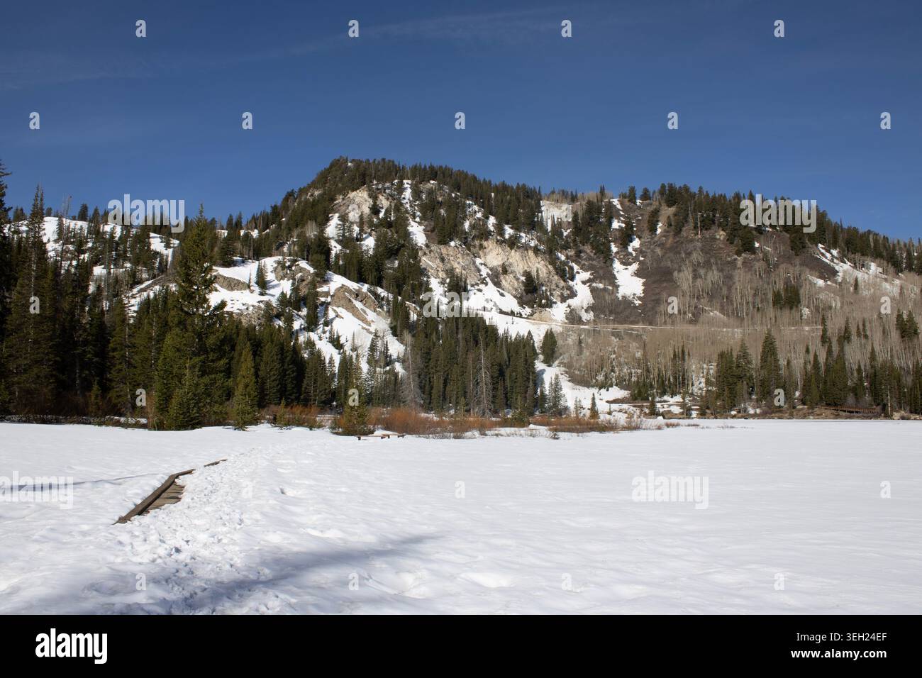 Schneebedeckte Berglandschaft Mit Immergrünem Wald Stockfoto