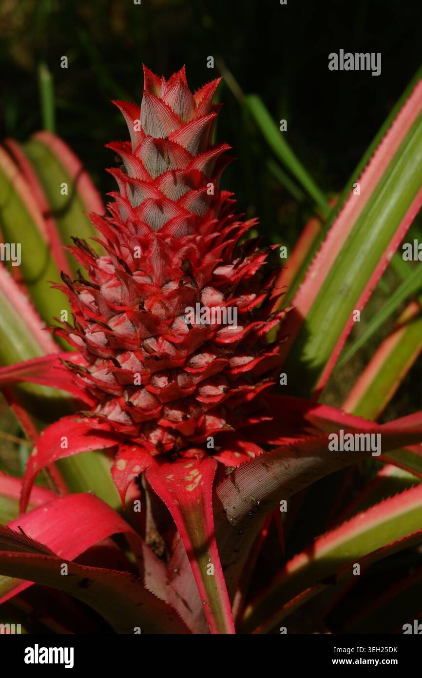 Süße rote Ananas eine Pflanze aus Südamerika Stockfoto