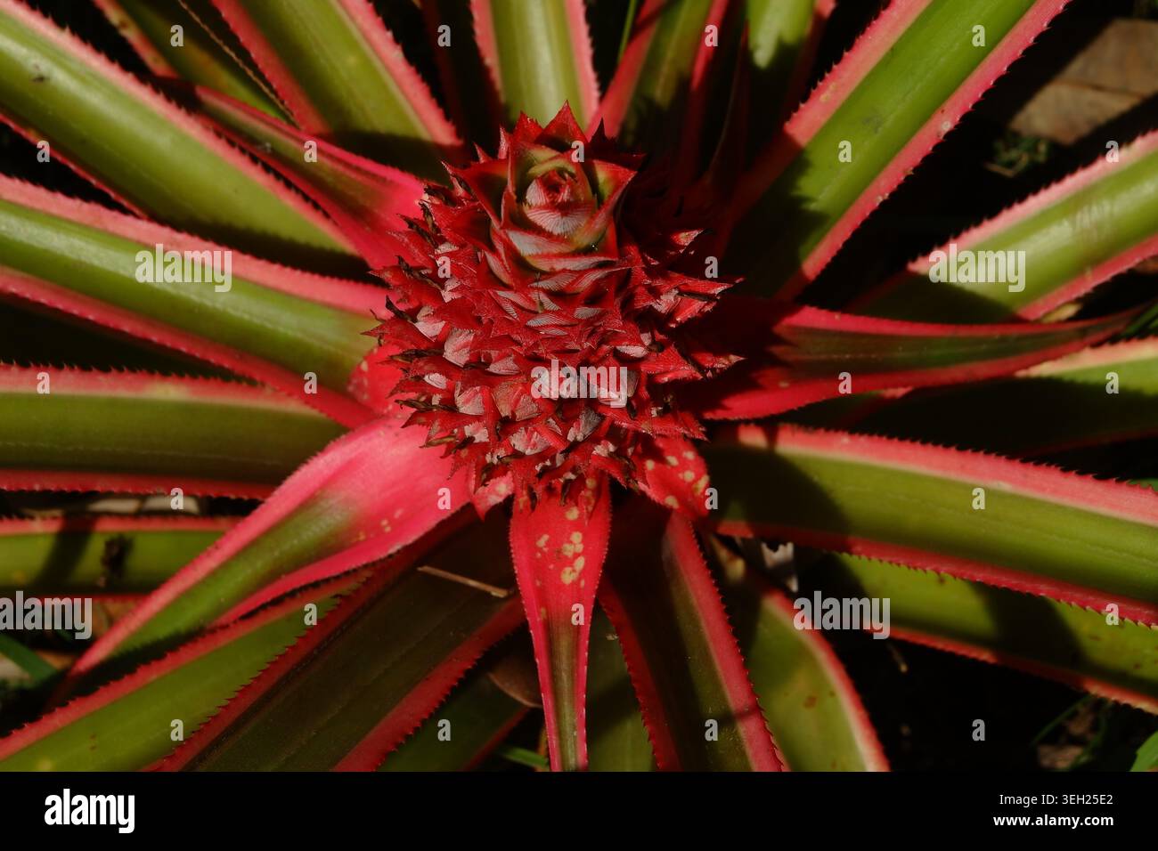 Süße rote Ananas eine Pflanze aus Südamerika Stockfoto