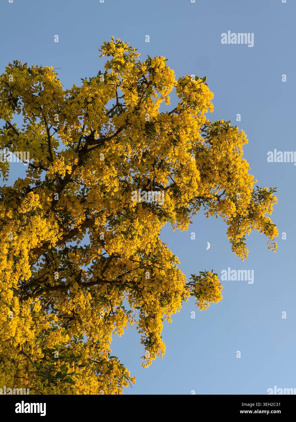 Ein Laburnum-Baum in voller Blüte, gesehen vor einem klaren blauen Abendhimmel mit einem Halbmond dahinter (UK) Stockfoto