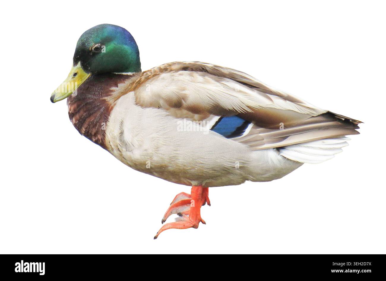 Männliche Mallard-Ente isoliert auf weiß Stockfoto