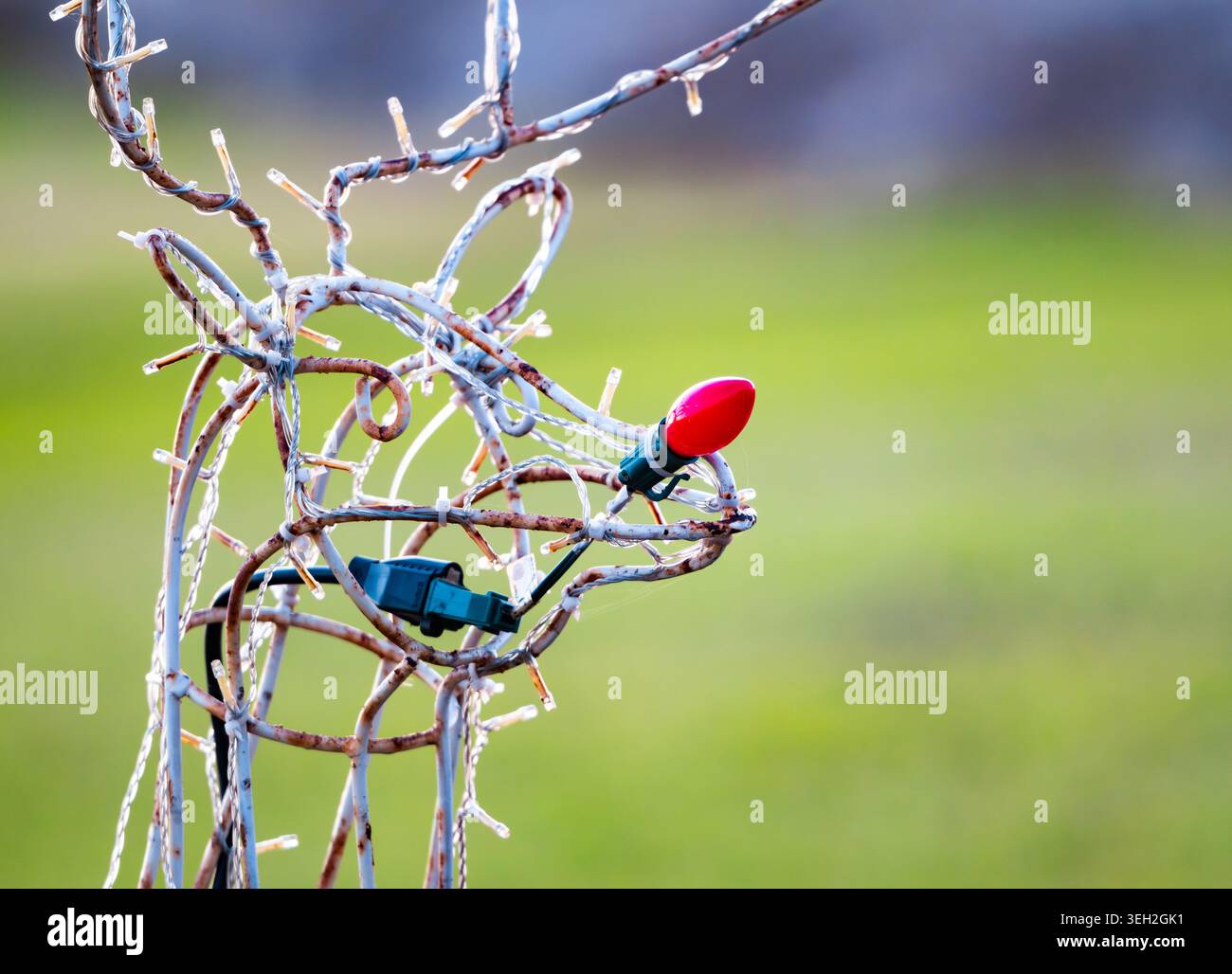 Rotnasen Rudolph, ein Drahtrotwild-Rasenschmuck mit Weihnachtslichtern. Texas, USA. Stockfoto