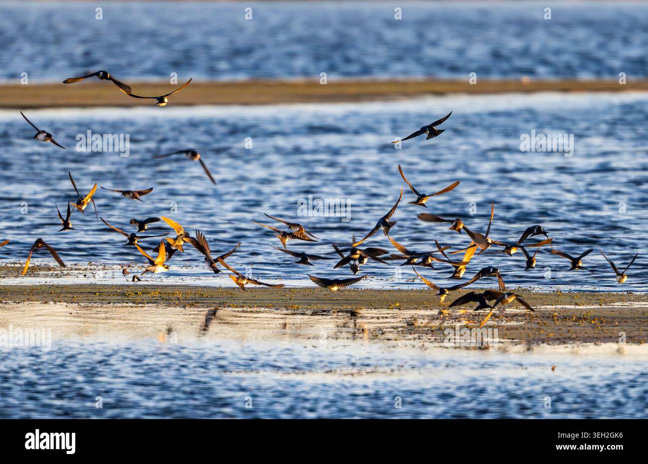 Eine Schar von Baumschwalben (Tachycineta bicolor), die über einem See auf der Suche sind. Texas, USA. Stockfoto