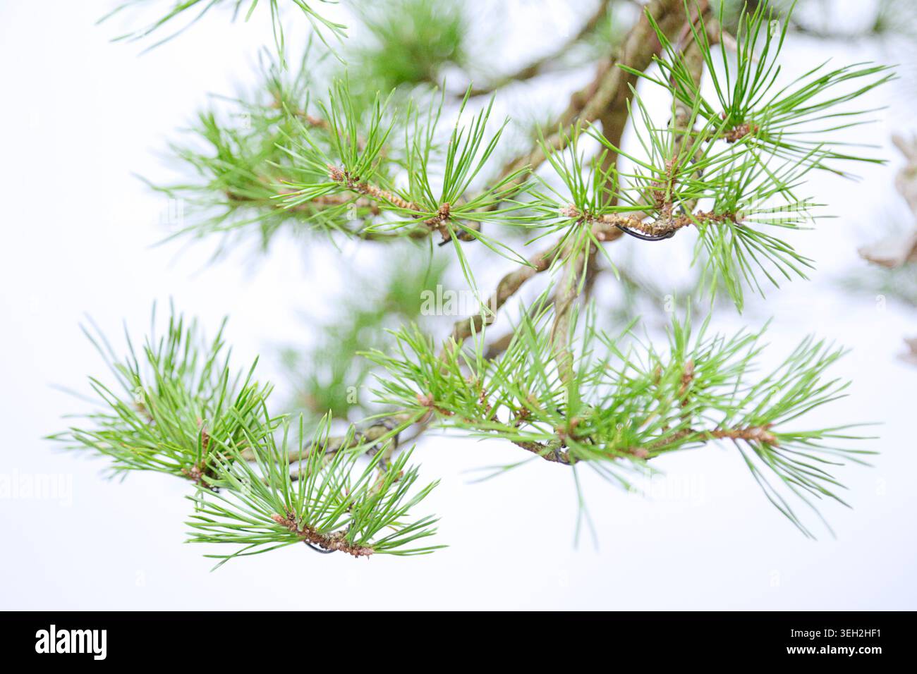 Eine Nahaufnahme der Pinus sylvestris bonsai Nadeln mit langen dünnen grünen Nadeln und strukturierten Zweigen mit einem leicht verschwommenen natürlichen Hintergrund. Stockfoto