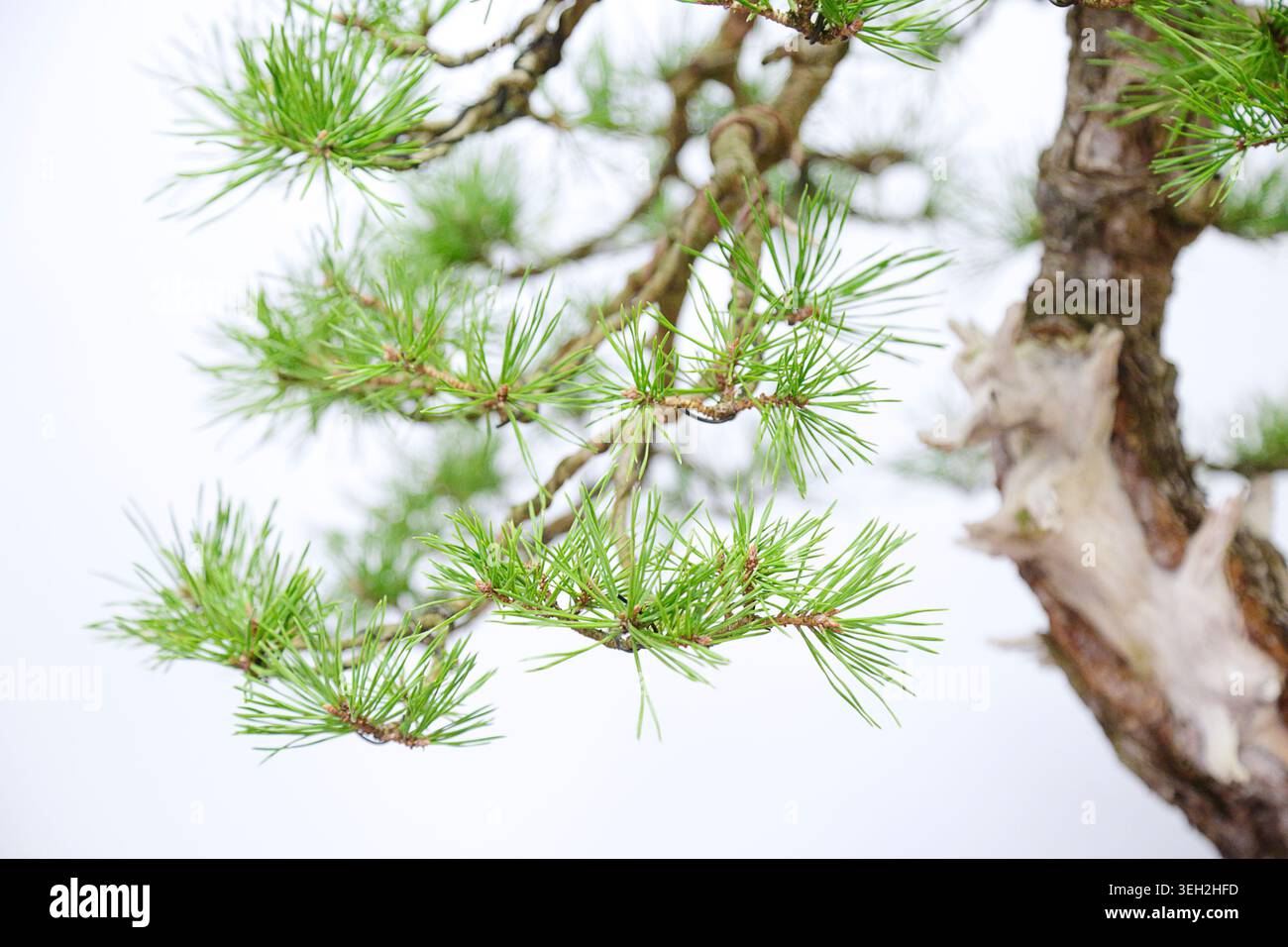 Eine Nahaufnahme der Pinus sylvestris bonsai Nadeln mit langen dünnen grünen Nadeln und strukturierten Zweigen mit einem leicht verschwommenen natürlichen Hintergrund. Stockfoto