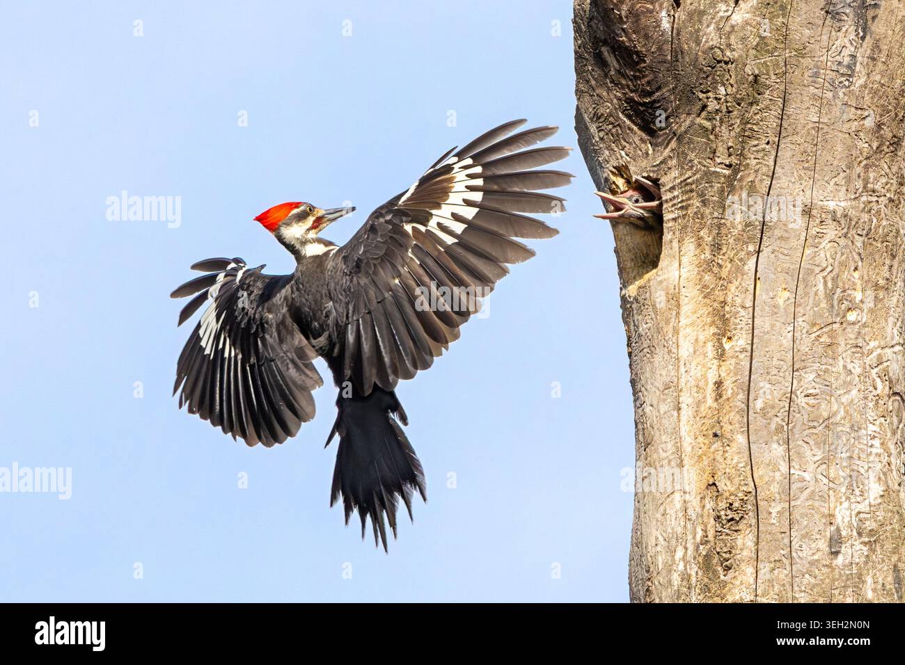 Schwarz mit weißen Streifen, flammenrotem Wappen, ein gepileerter Spechte schwimmt am blauen Himmel zu seinem Nestloch. Die Mädels schreien nach Essen, während sie sich anpasst Stockfoto